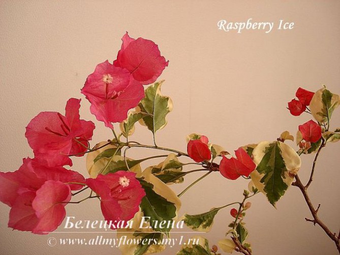 Raspberry Ice